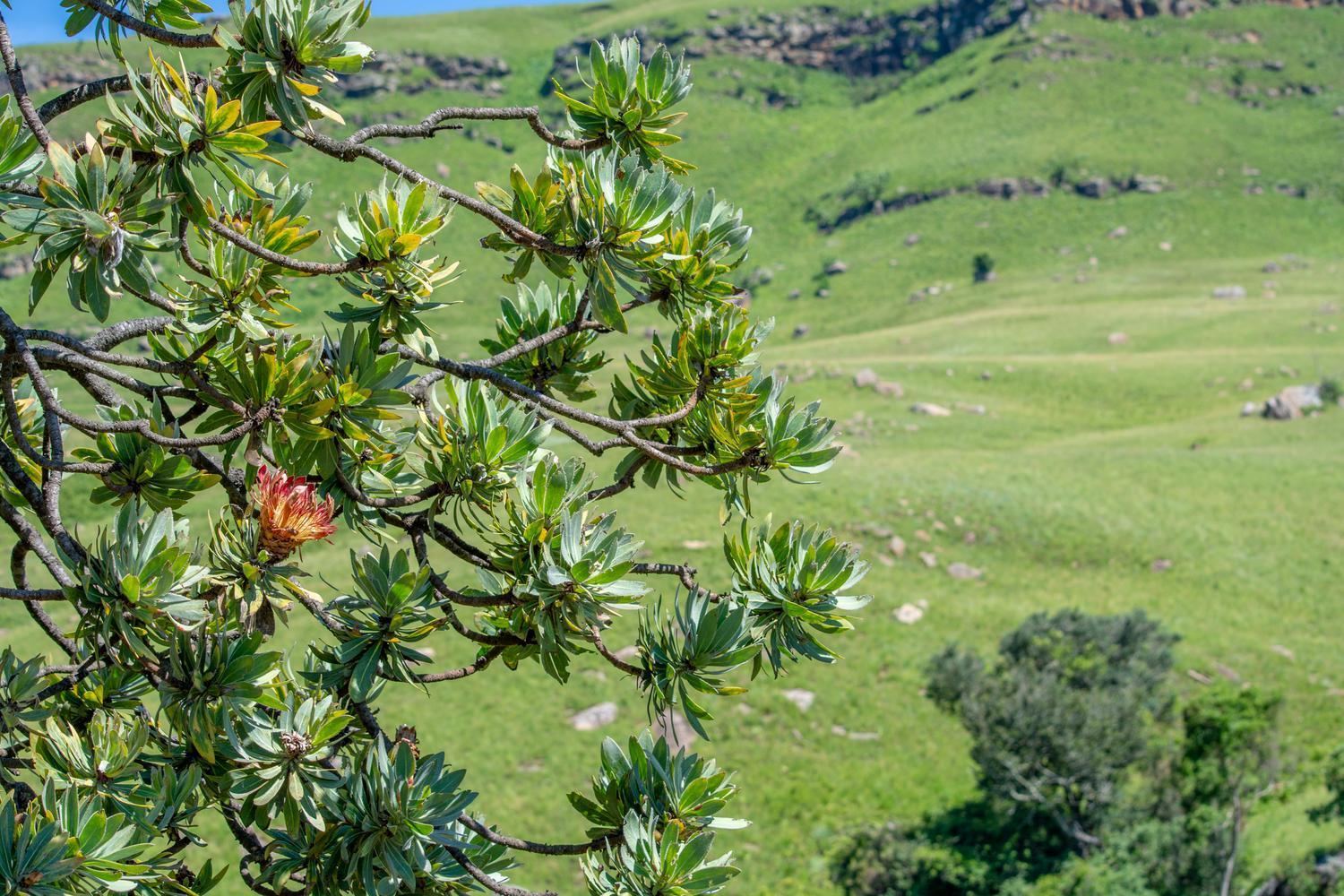 Lolambazo Country House & Cottage - Giants Castle Drakensberg Mahlutshini Cameră foto